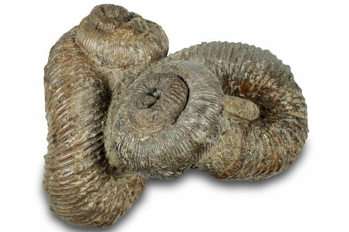Fossil Heteromorph (Nostoceras) Ammonite Cluster - Madagascar #314943